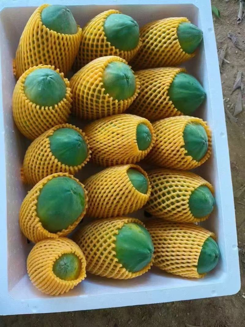 【推荐】大青木瓜大量接单产地直发量大从优欢迎来电