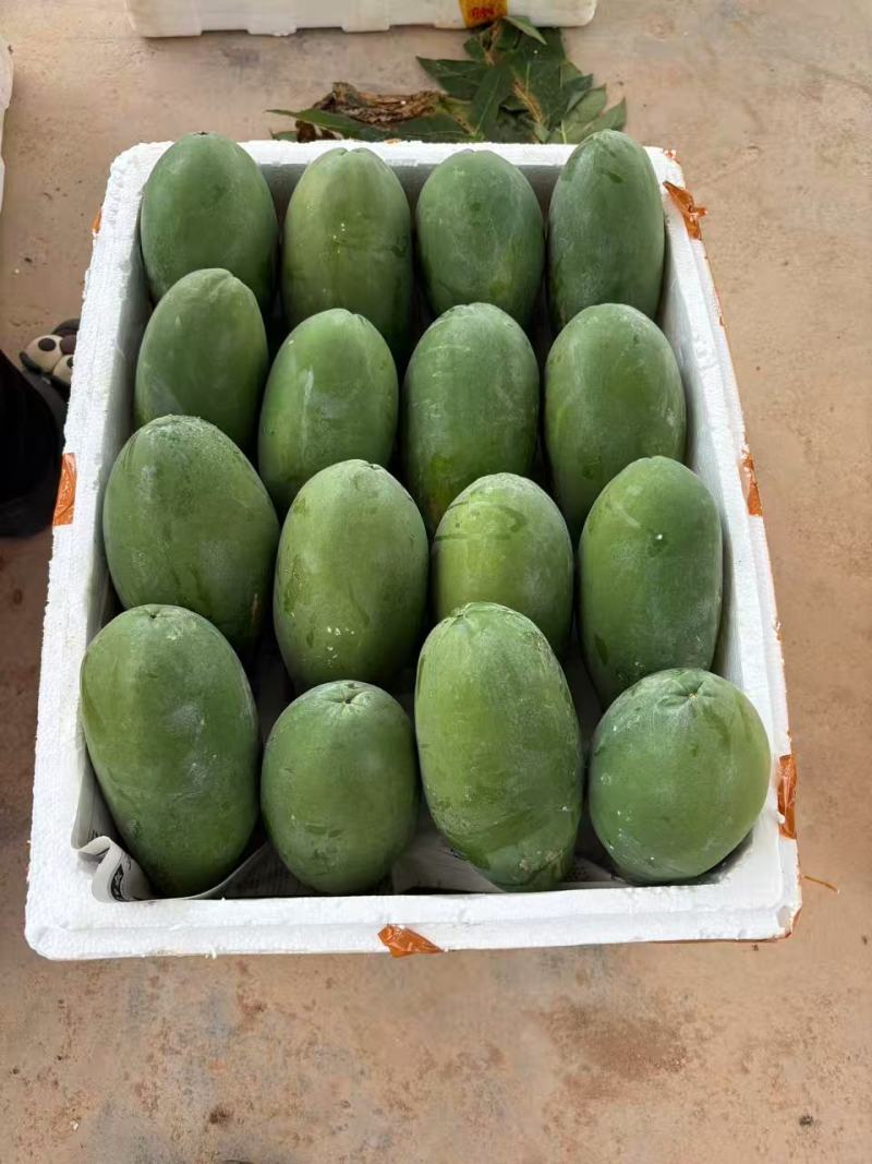 【推荐】大青木瓜大量接单产地直发量大从优欢迎来电