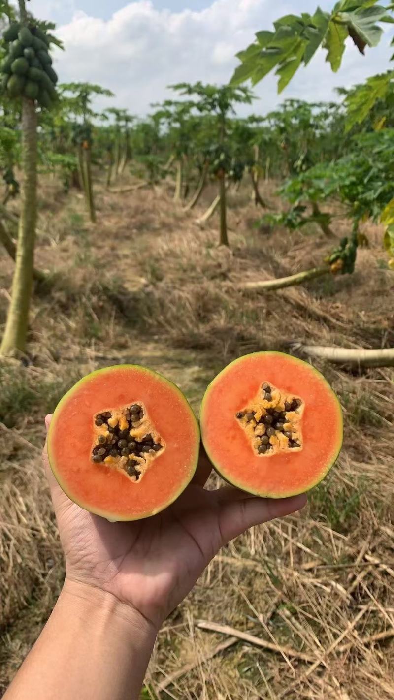 【推荐】大青木瓜大量接单产地直发量大从优欢迎来电