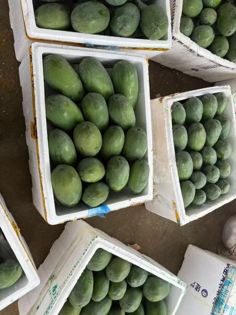 【推荐】大青木瓜大量接单产地直发量大从优欢迎来电