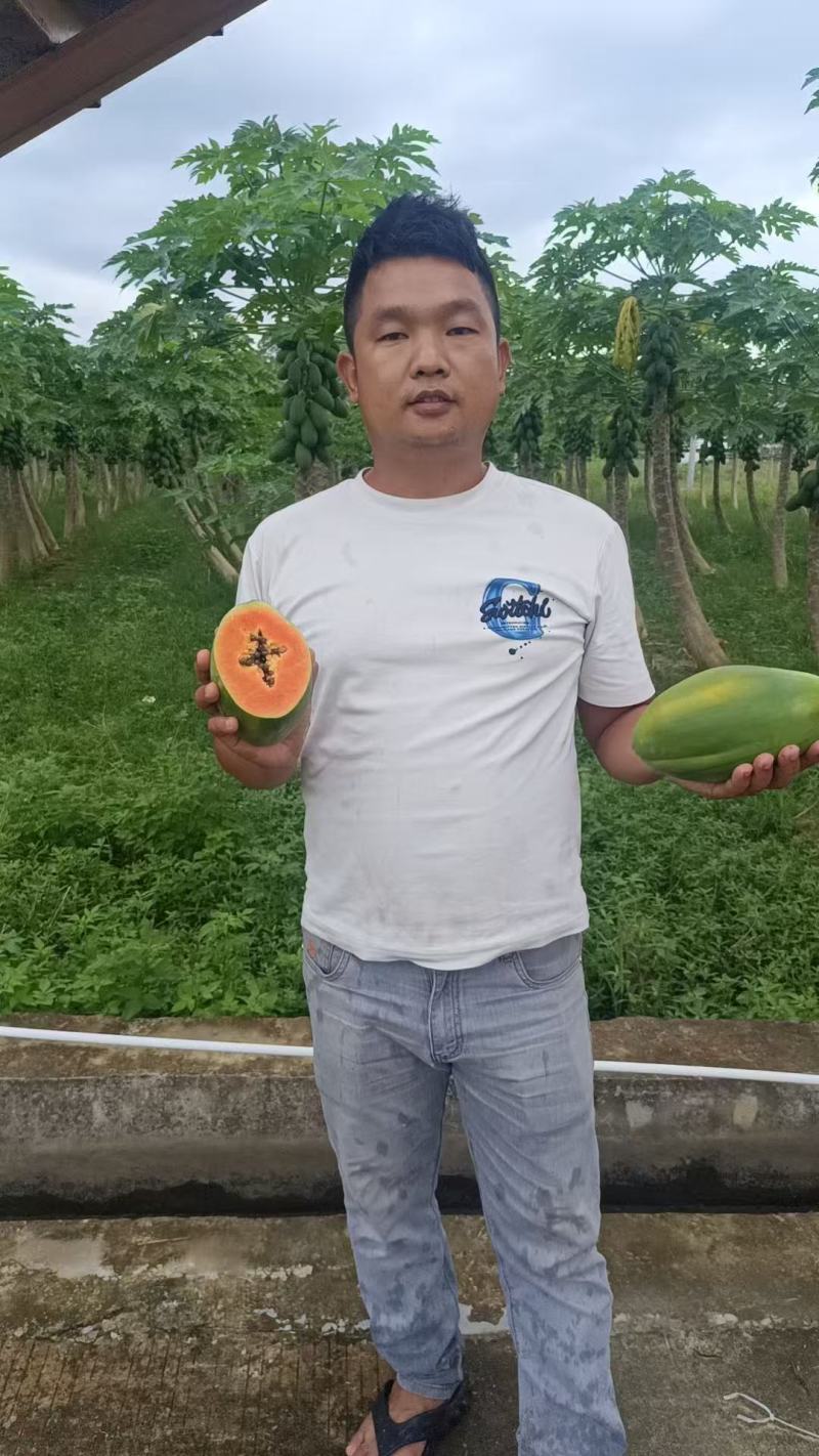 【推荐】大青木瓜大量接单产地直发量大从优欢迎来电