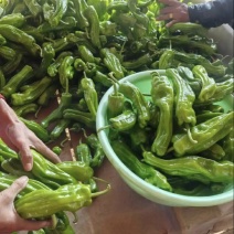鲜辣椒螺丝椒线椒苏椒等品种齐全场地直发保质保量