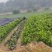 四川春见耙耙柑杯苗基地直发提供技术指导