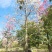 2512苗木基地供应粉白花大腹木棉美丽异木棉30