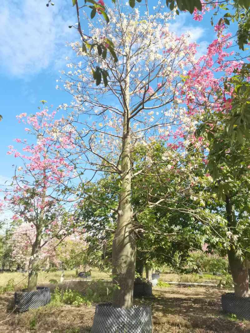 2512苗木基地供应粉白花大腹木棉美丽异木棉30
