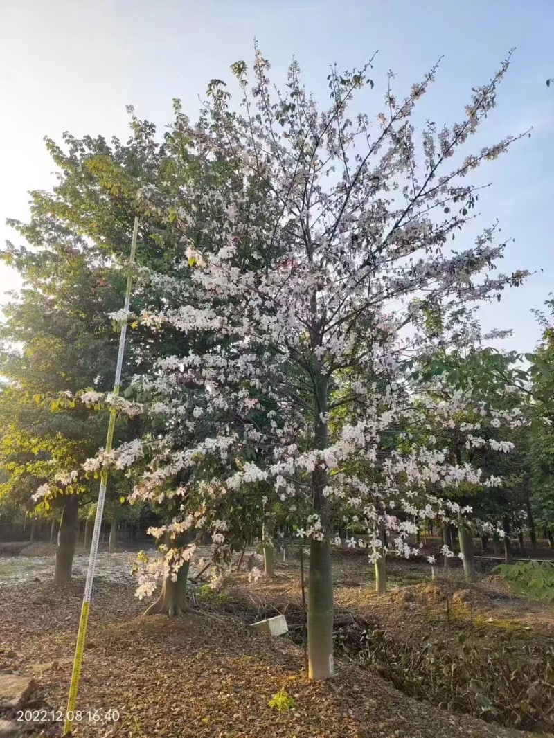 2512苗木基地供应粉白花大腹木棉美丽异木棉30