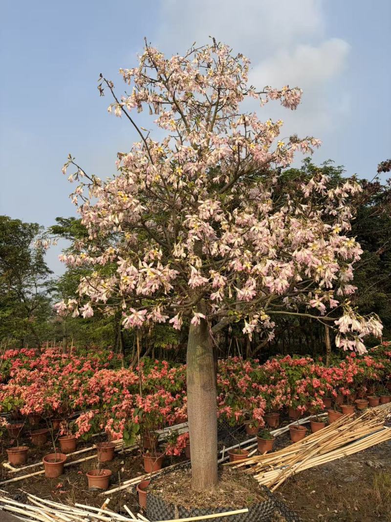 2512苗木基地供应粉白花大腹木棉美丽异木棉30