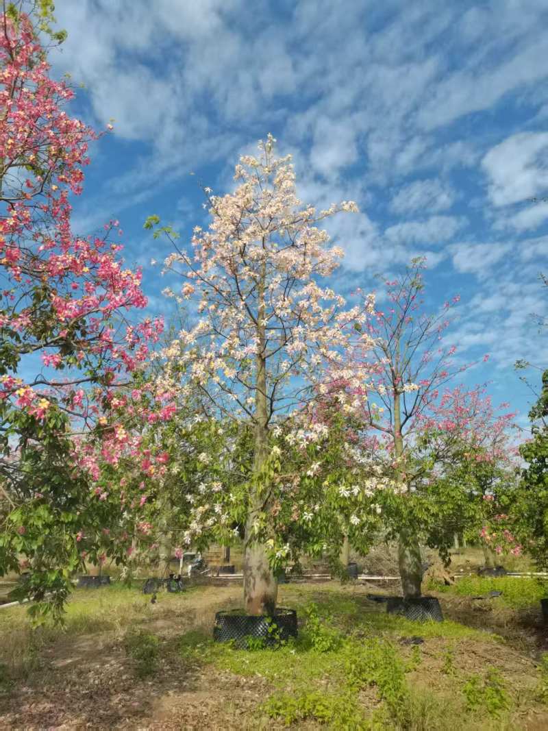 2512苗木基地供应粉白花大腹木棉美丽异木棉30
