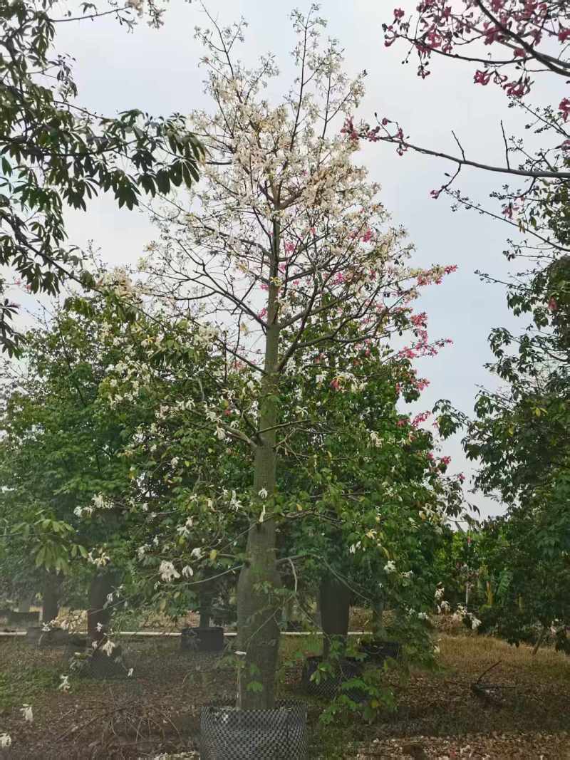 2512苗木基地供应粉白花大腹木棉美丽异木棉30