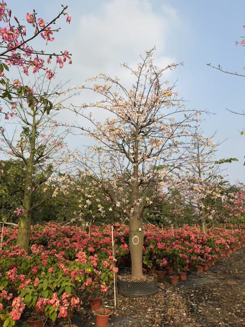 2512苗木基地供应粉白花大腹木棉美丽异木棉30