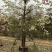 2512苗木基地供应粉白花大腹木棉美丽异木棉30