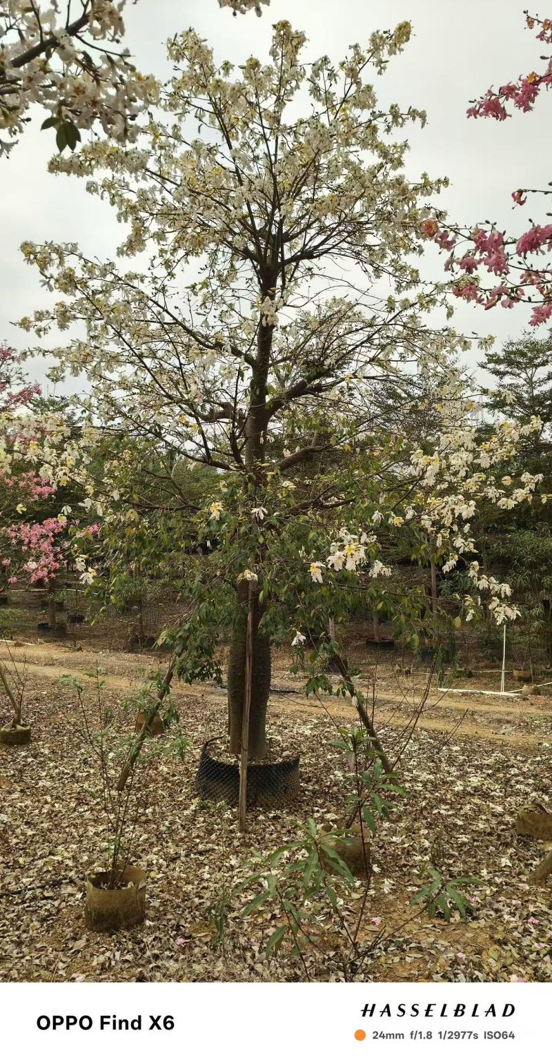 2512苗木基地供应粉白花大腹木棉美丽异木棉30