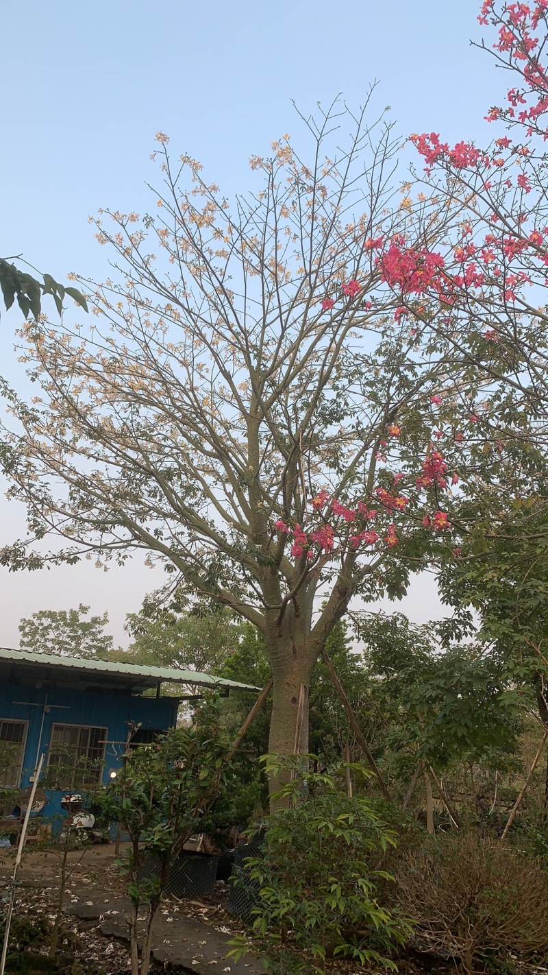 2512苗木基地供应粉白花大腹木棉美丽异木棉30