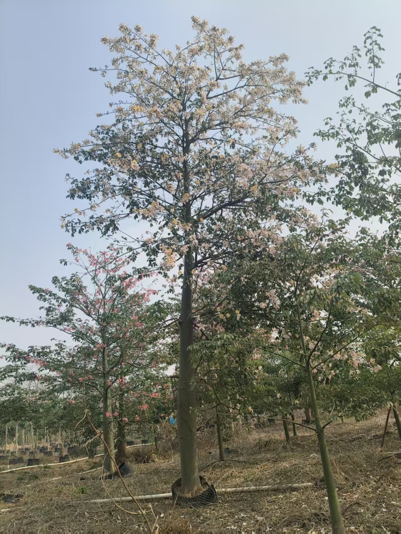 2512苗木基地供应粉白花大腹木棉美丽异木棉30