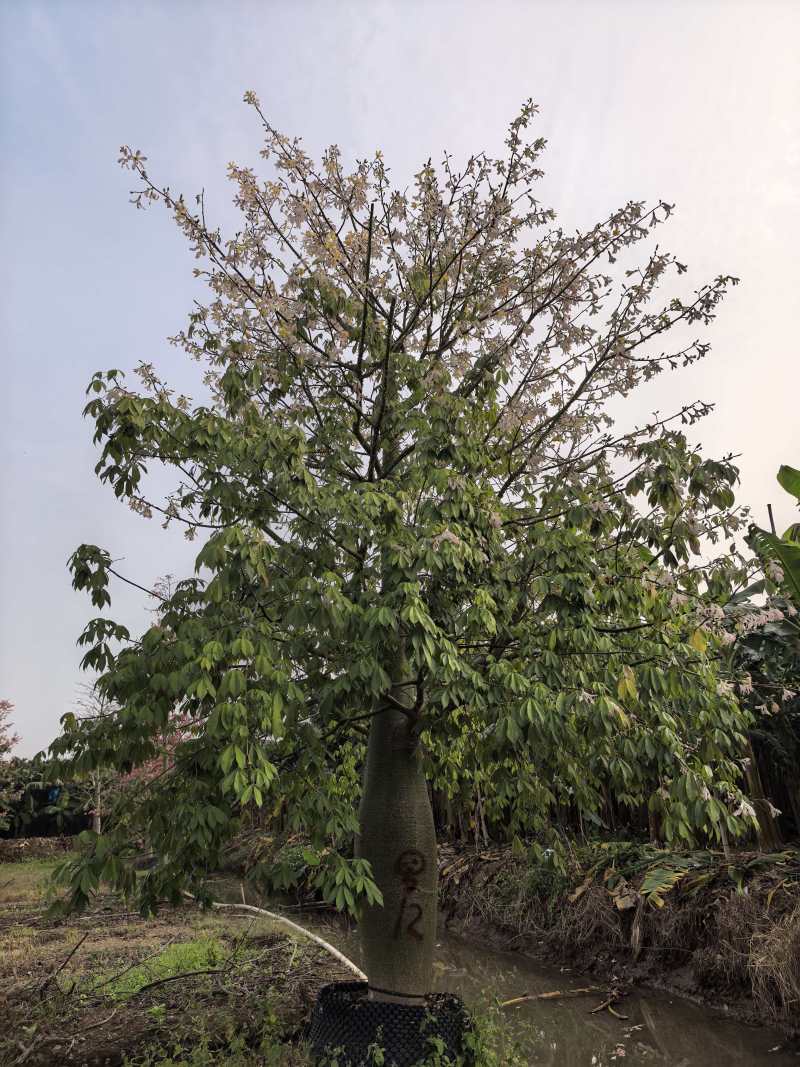 2512苗木基地供应粉白花大腹木棉美丽异木棉30