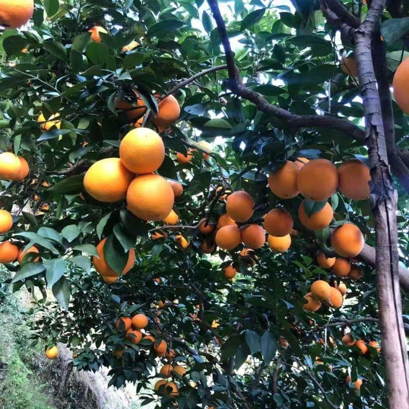 正宗赣南小岭脐橙