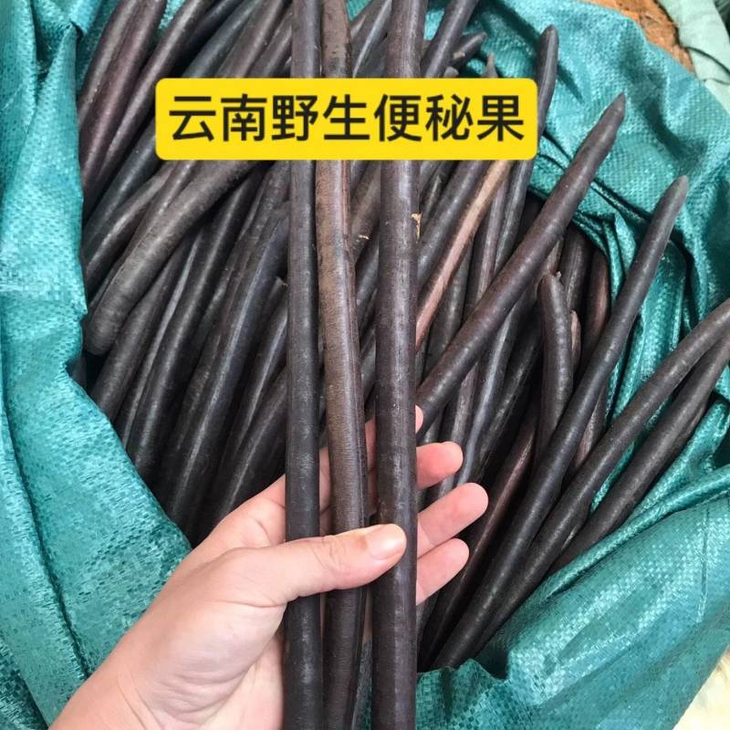 云南野生便秘果腊肠果大货供应自然晒干批发零售