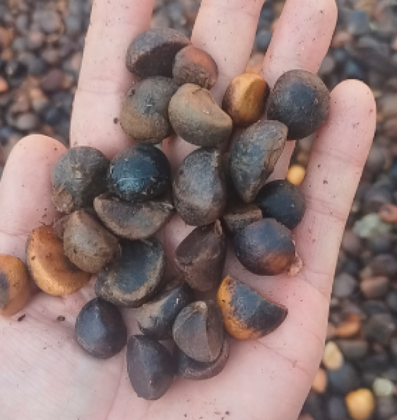 山茶油基地一手货源，量大价优，规格齐全，接一件代发批发