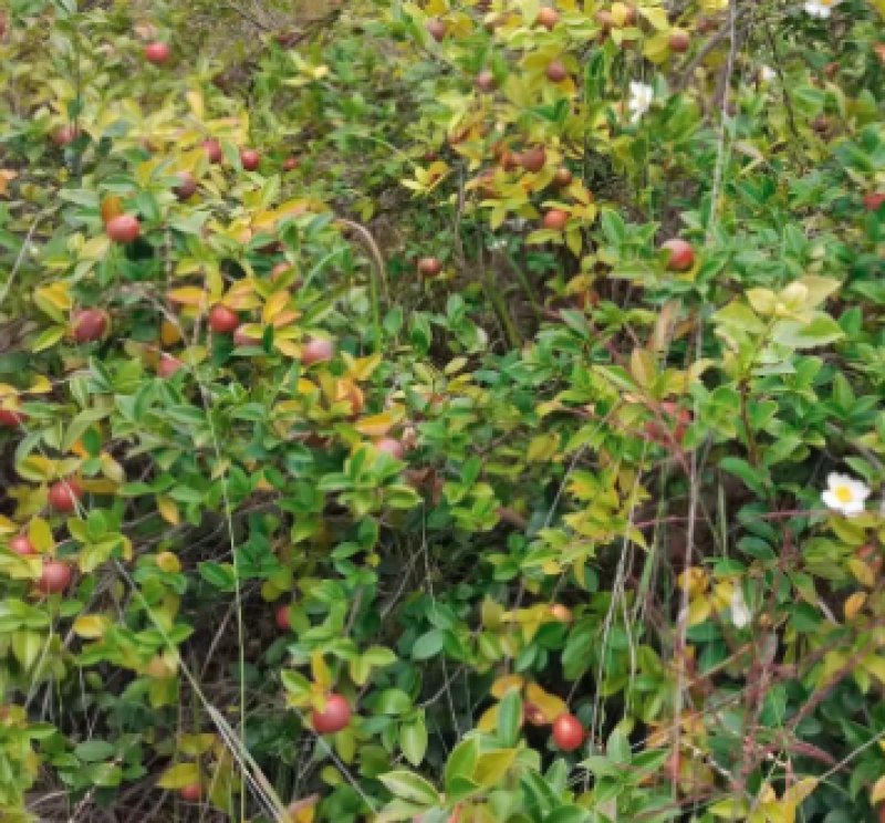 山茶油基地一手货源，量大价优，规格齐全，接一件代发批发