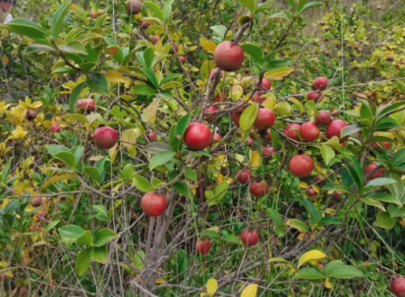 山茶油基地一手货源，量大价优，规格齐全，接一件代发批发