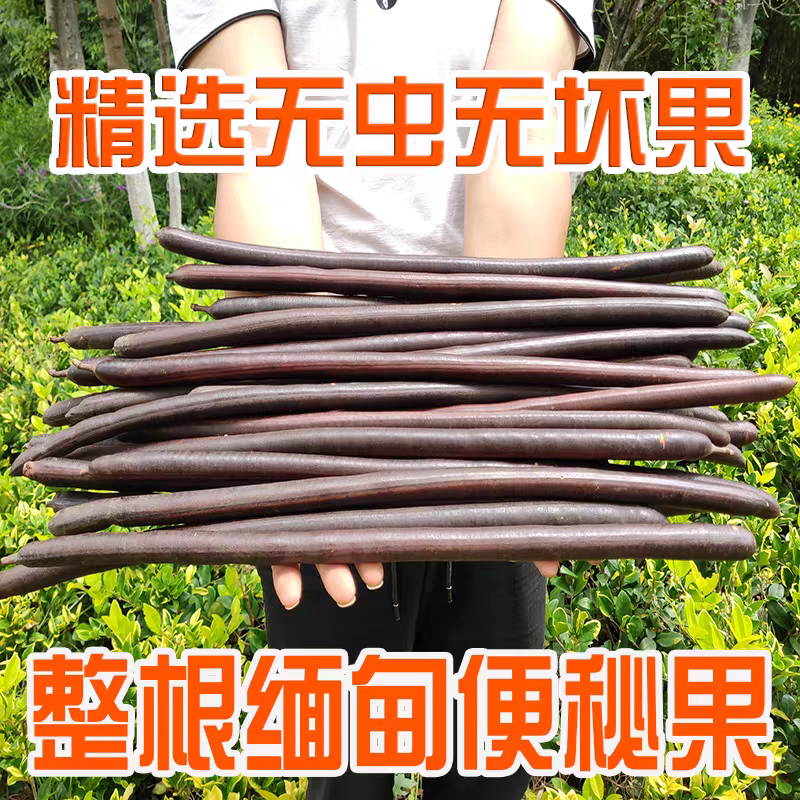 云南野生便秘果腊肠果大货供应自然晒干批发零售