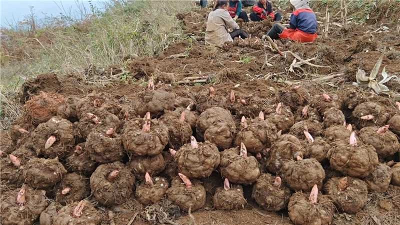 豆腐魔芋品质保证服务周到产地直发价格美丽欢迎咨询