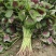 农之子花红圆叶苋菜种子红汗菜蔬菜种籽叶片厚白绿梗