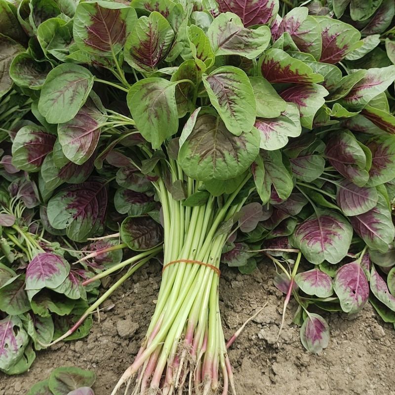 农之子花红圆叶苋菜种子红汗菜蔬菜种籽叶片厚白绿梗