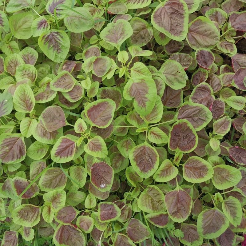 农之子花红圆叶苋菜种子红汗菜蔬菜种籽叶片厚白绿梗