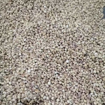 脱皮油莎豆
