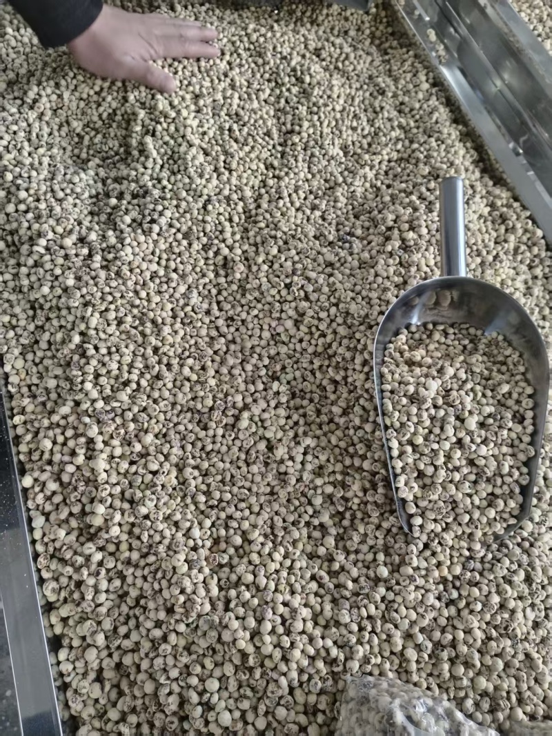 脱皮油莎豆