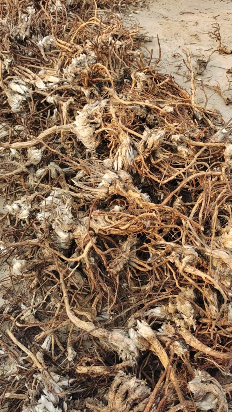中华鹅掌白头翁，水洗货包全检，含量9.2，浸出物18.8