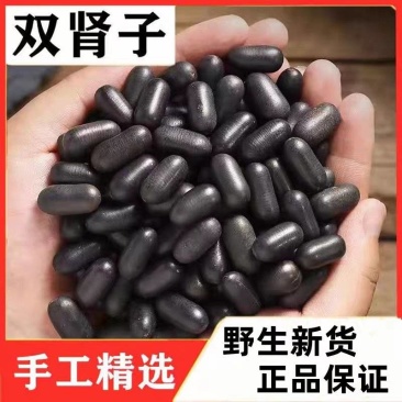 野生双肾子中药材泡酒煲汤饱大货供应诚信经营