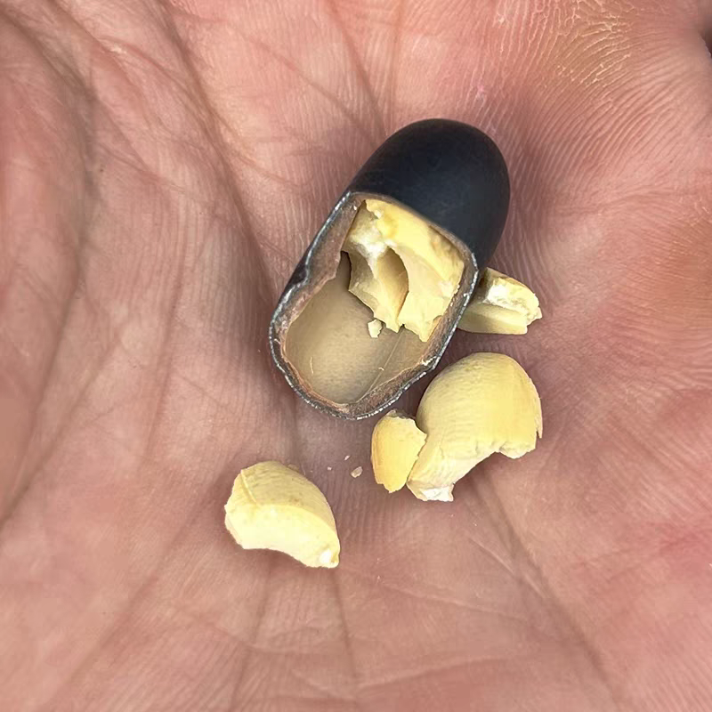 野生双肾子中药材泡酒煲汤饱大货供应诚信经营