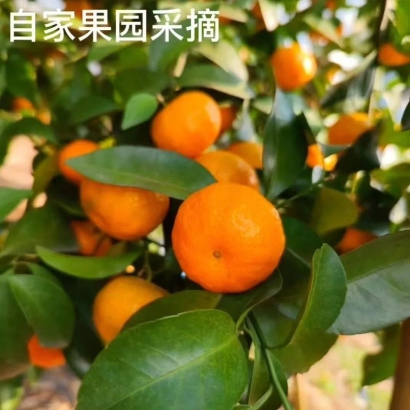 广西西林沙糖桔/产区直发/当天采摘/当天发货/