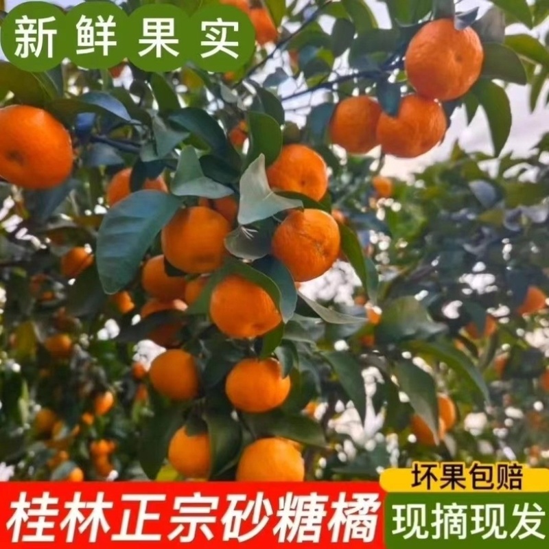 广西西林沙糖桔/产区直发/当天采摘/当天发货/