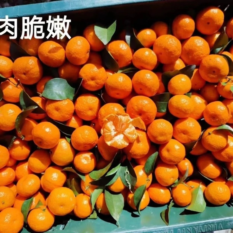 广西西林沙糖桔/产区直发/当天采摘/当天发货/