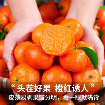 广西西林沙糖桔/产区直发/当天采摘/当天发货/