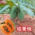 广西冰糖心木瓜苗矮化特大南方四季耐寒超矮当年结果树苗