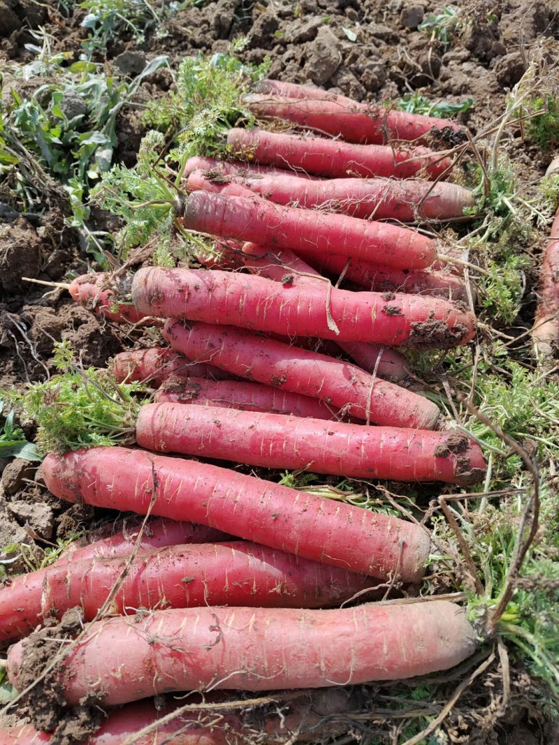 透心红红萝卜，代茵红萝卜