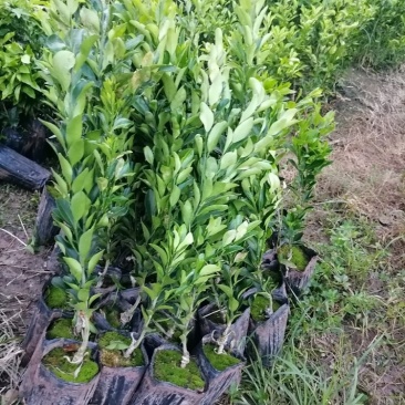 南瓜柑杯苗基地直发提供技术指导可视频看苗