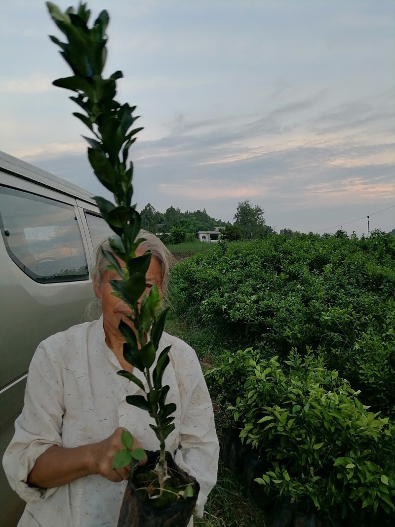 南瓜柑杯苗基地直发提供技术指导可视频看苗