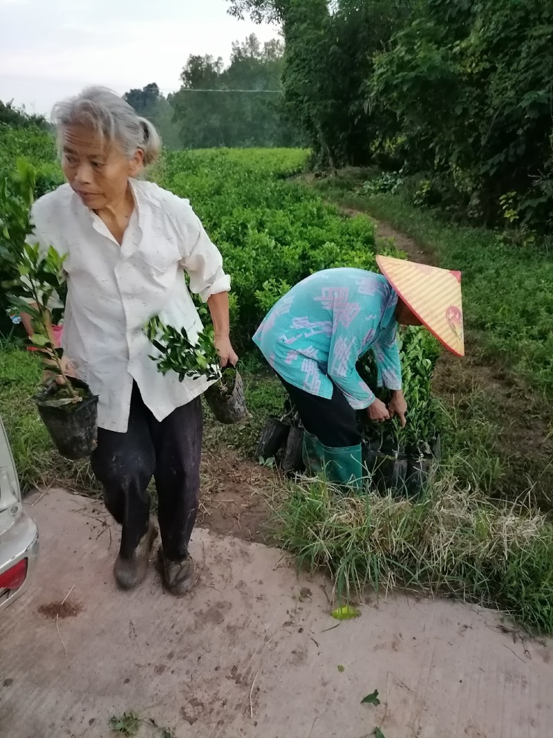 南瓜柑杯苗基地直发提供技术指导可视频看苗