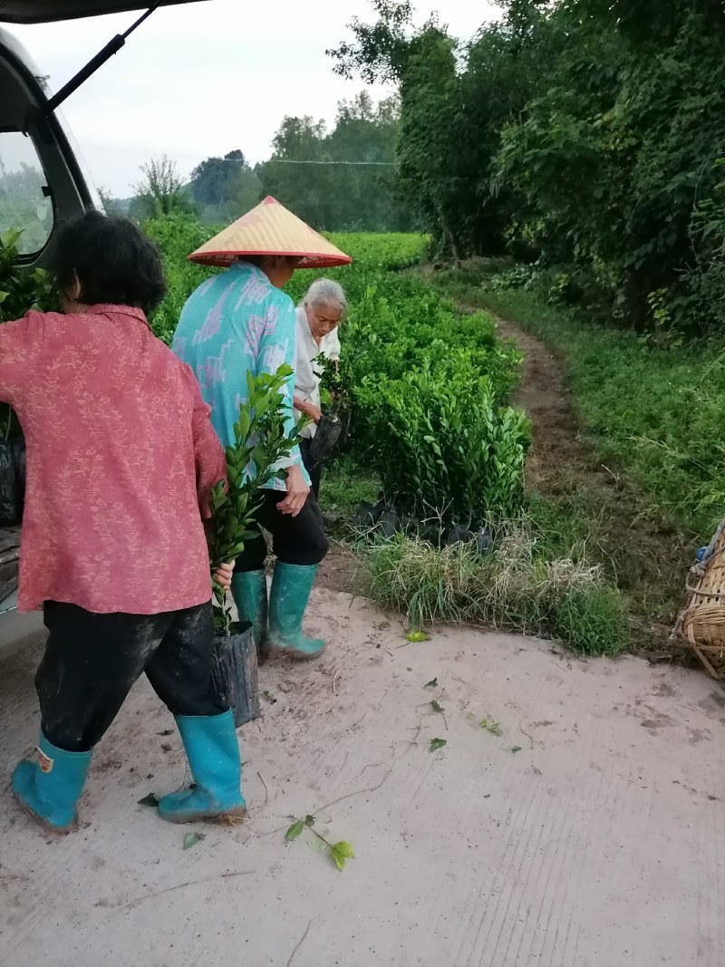 南瓜柑杯苗基地直发提供技术指导可视频看苗