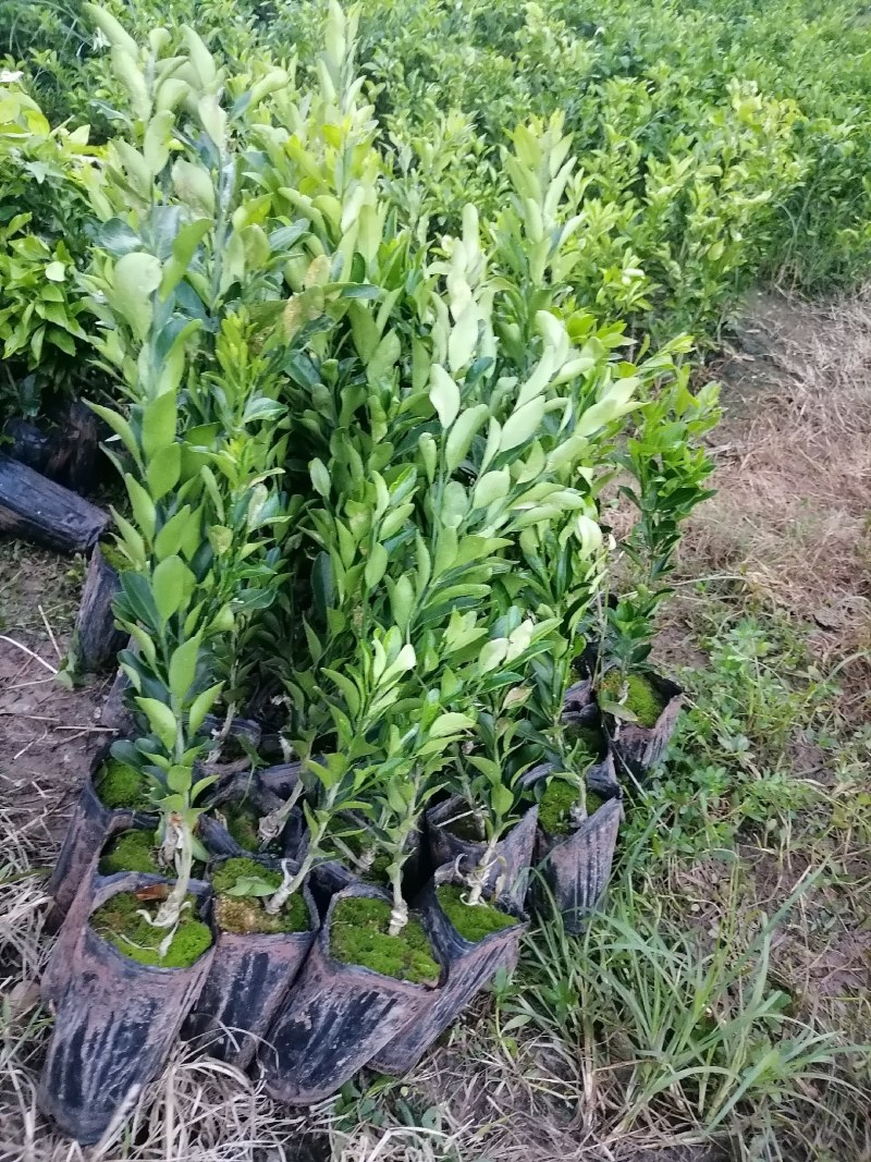 南瓜柑杯苗基地直发提供技术指导可视频看苗