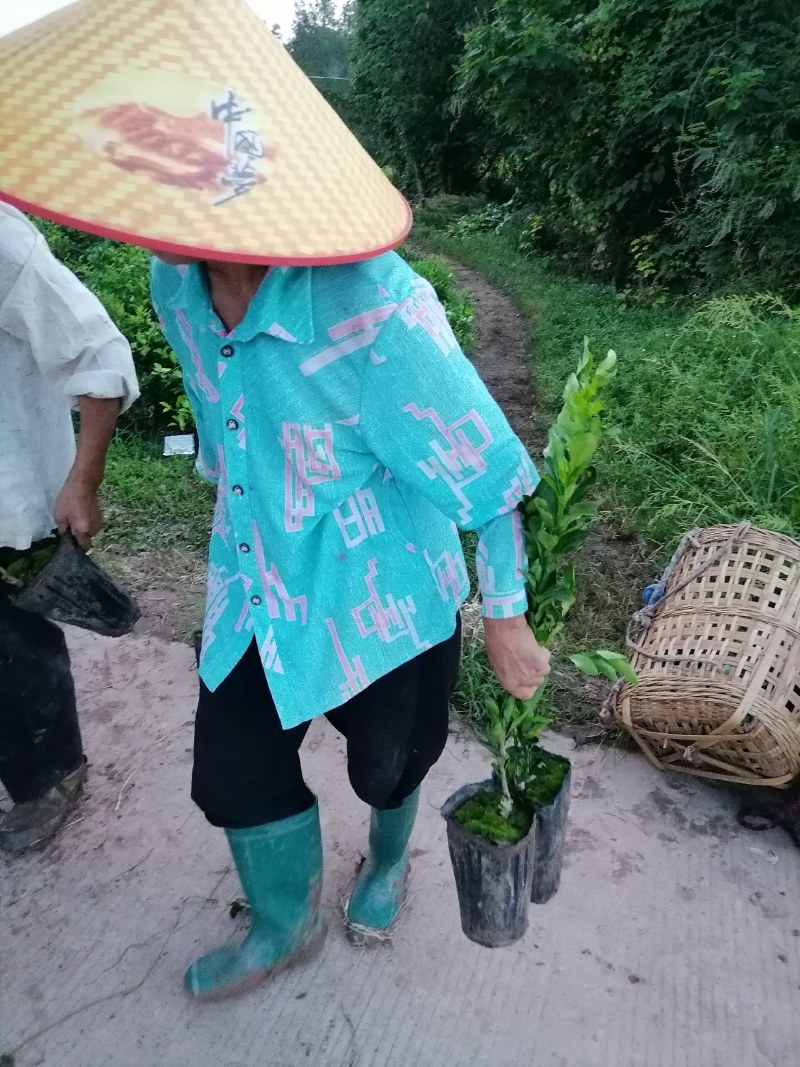 南瓜柑杯苗基地直发提供技术指导可视频看苗