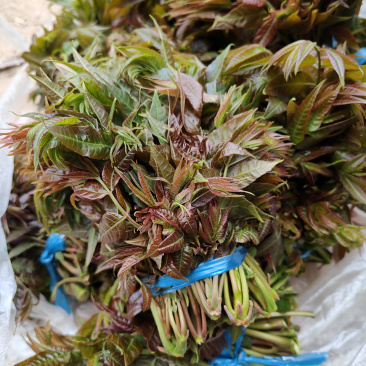 红油香椿芽