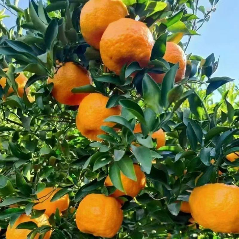 湖北长阳清江椪柑