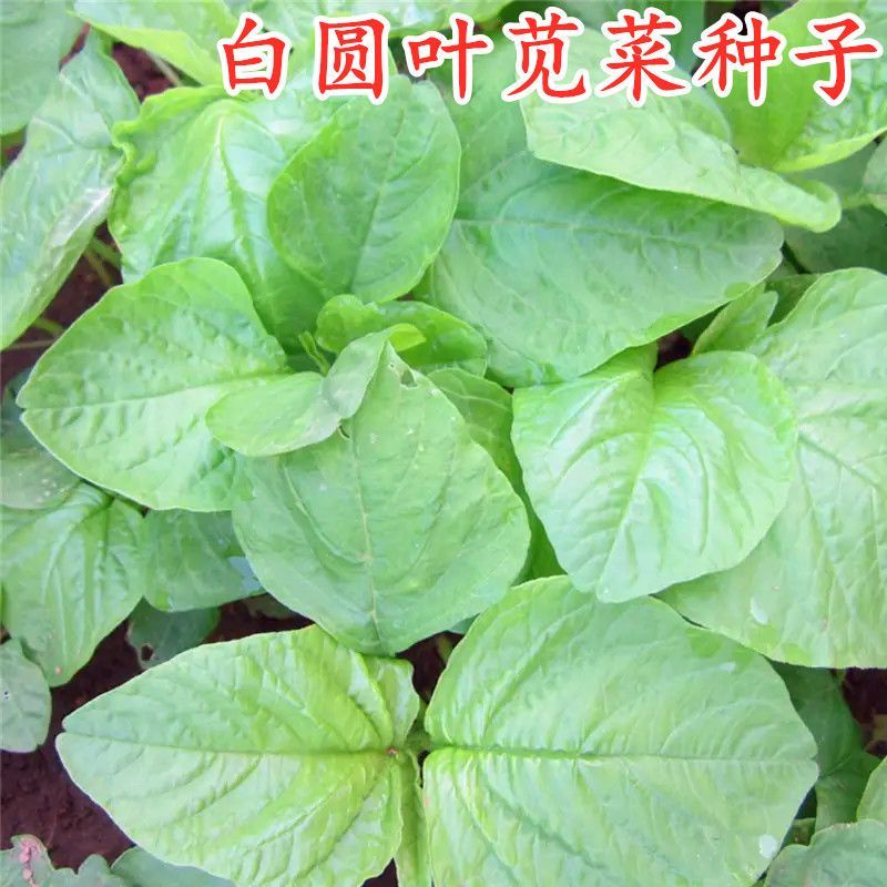 农之子白圆叶苋菜种子白苋菜籽大圆叶糯米苋菜种子耐热耐湿
