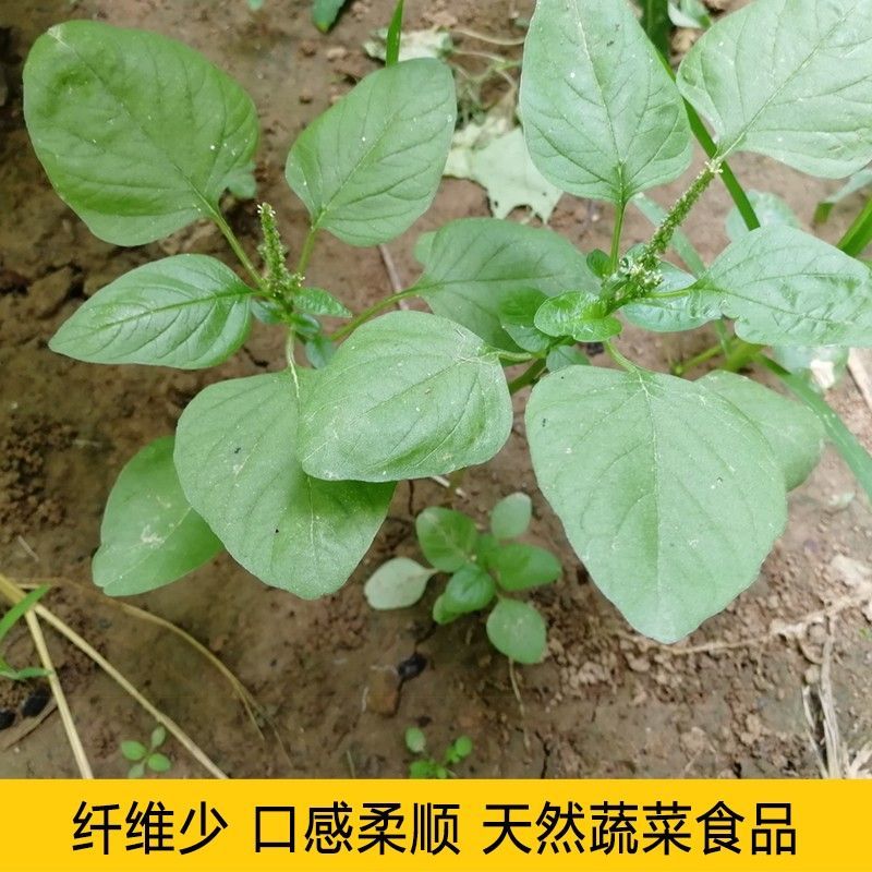 农之子白圆叶苋菜种子白苋菜籽大圆叶糯米苋菜种子耐热耐湿